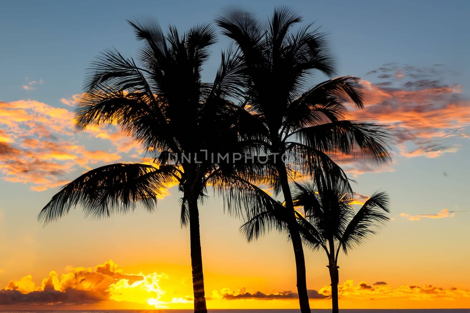 Silhouette of palm trees at sunset in Hawaii, USA.