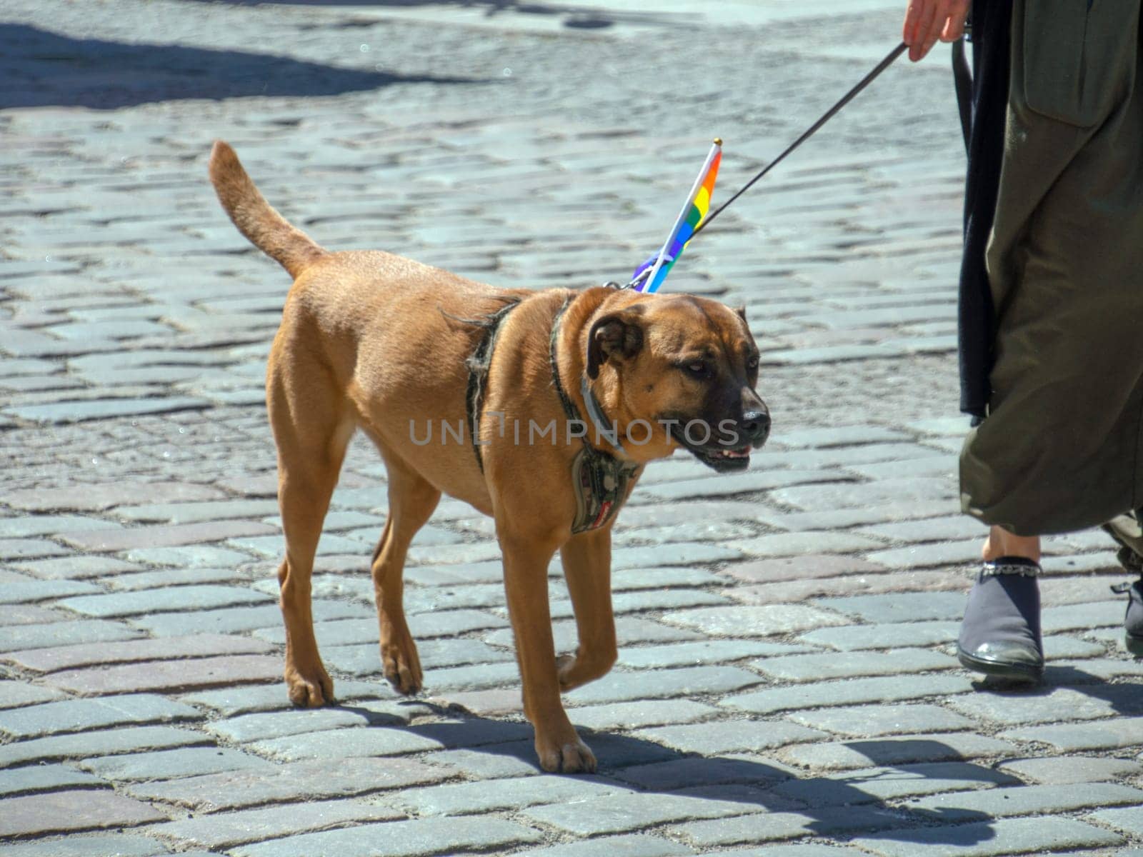 A brown dog takes part in the annual gay parade of the LGBT community with a bright scarf around his neck. by Dimidov27@mail.ru