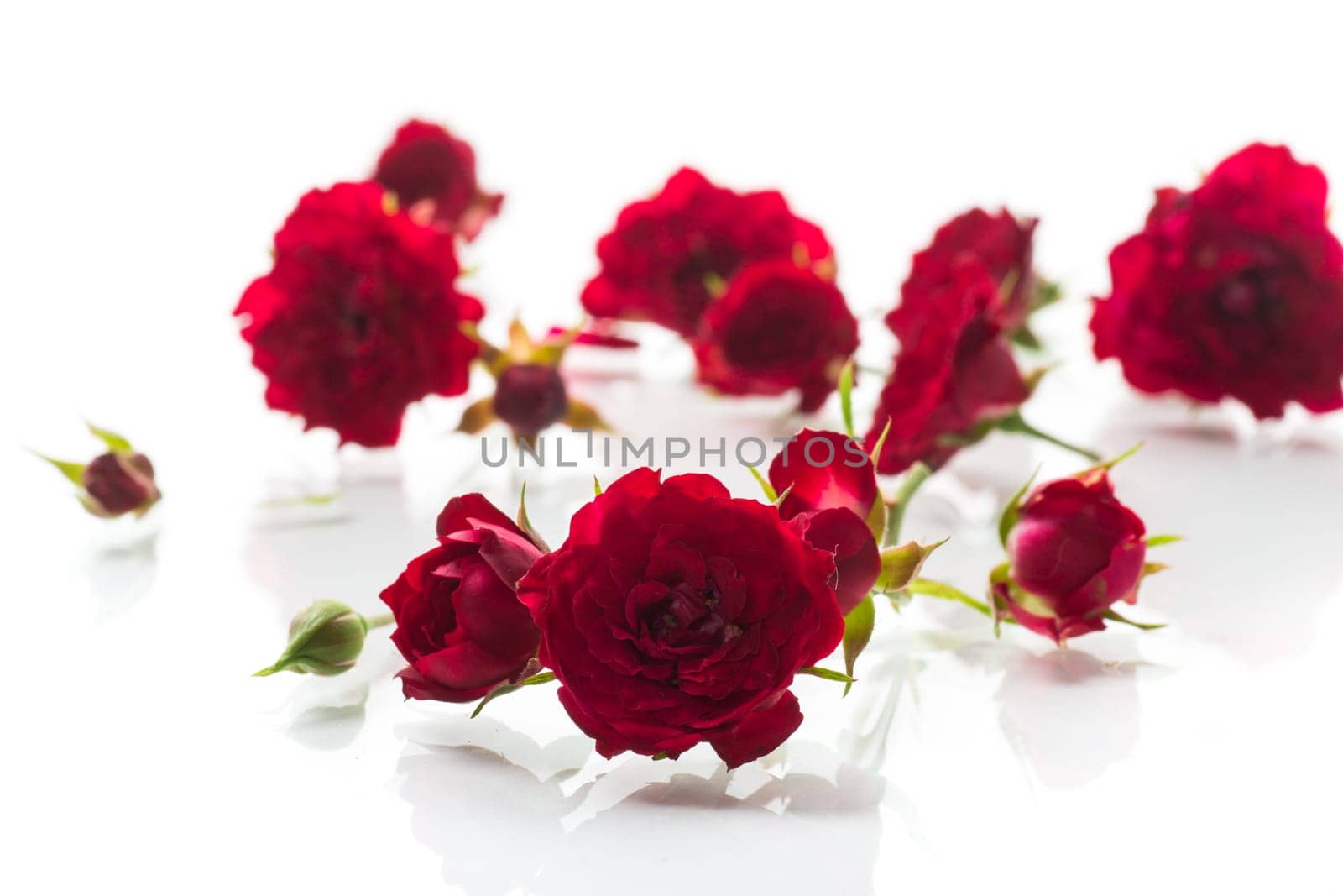 bouquet of red small roses, on white background. by Rawlik