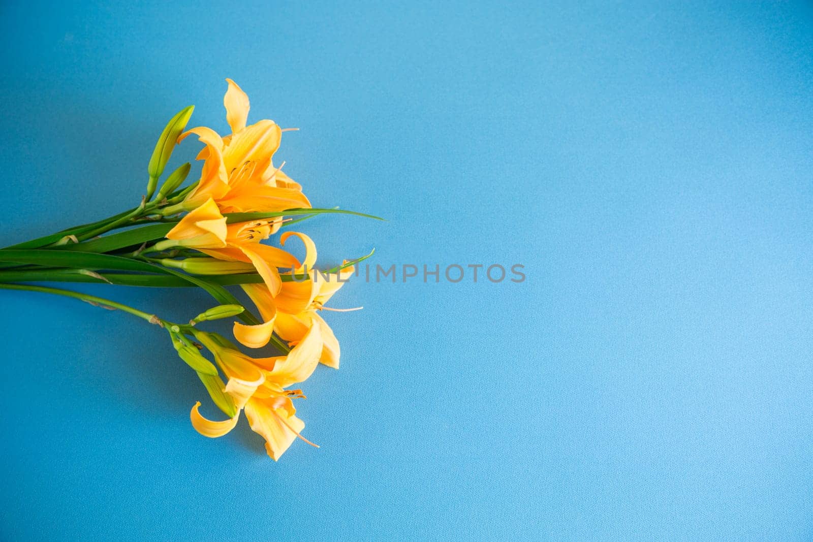 bouquet of beautiful yellow lilies isolated on blue background