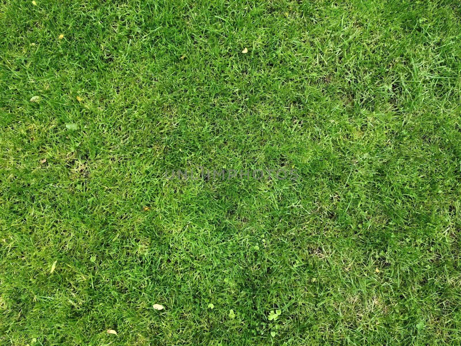 Close up surface of green grass on a meadow on a sunny summer day. by MP_foto71
