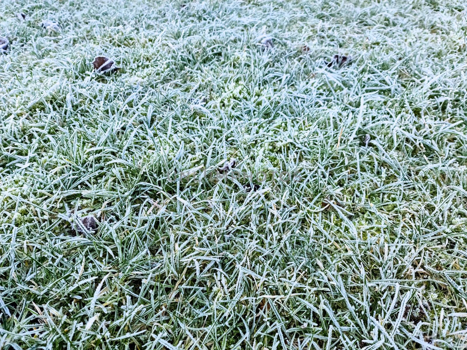 Close up surface of frozen green grass