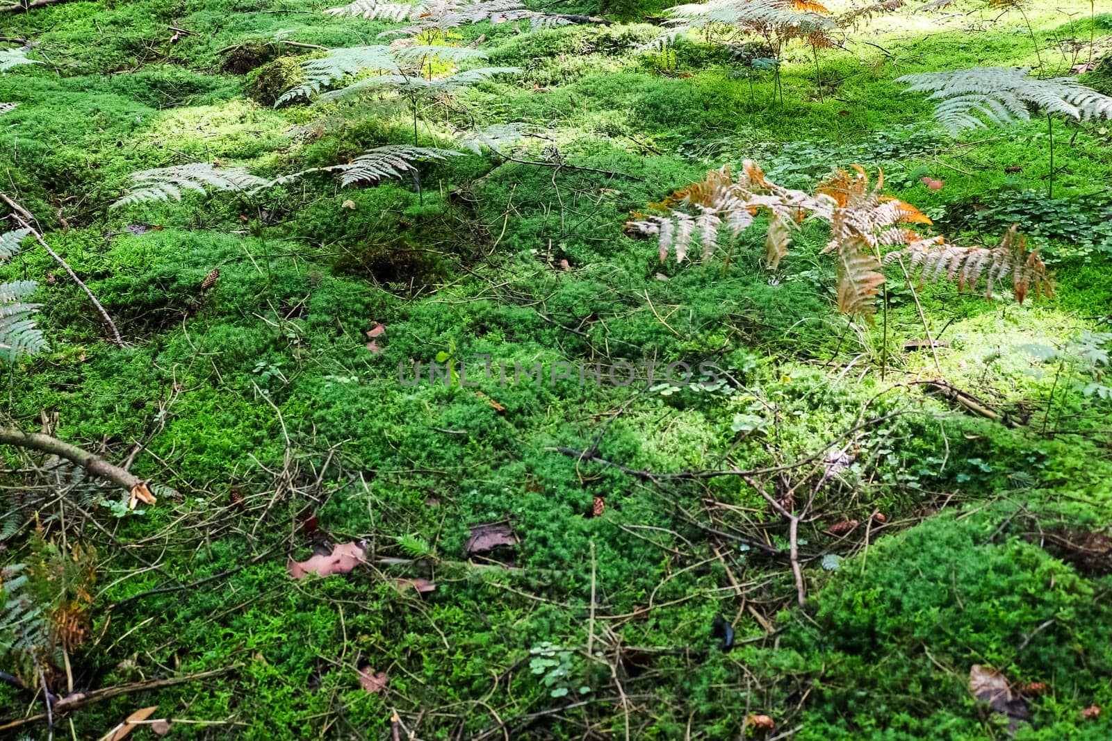 View on a forest ground texture with moss and branches found in a european forest