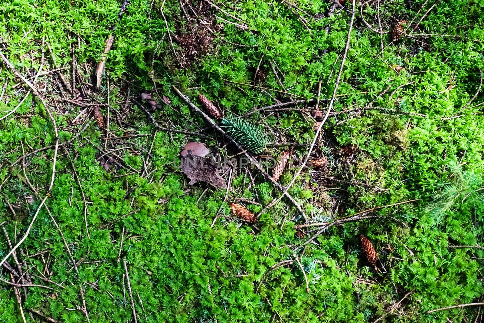 View on a forest ground texture with moss and branches found in a european forest