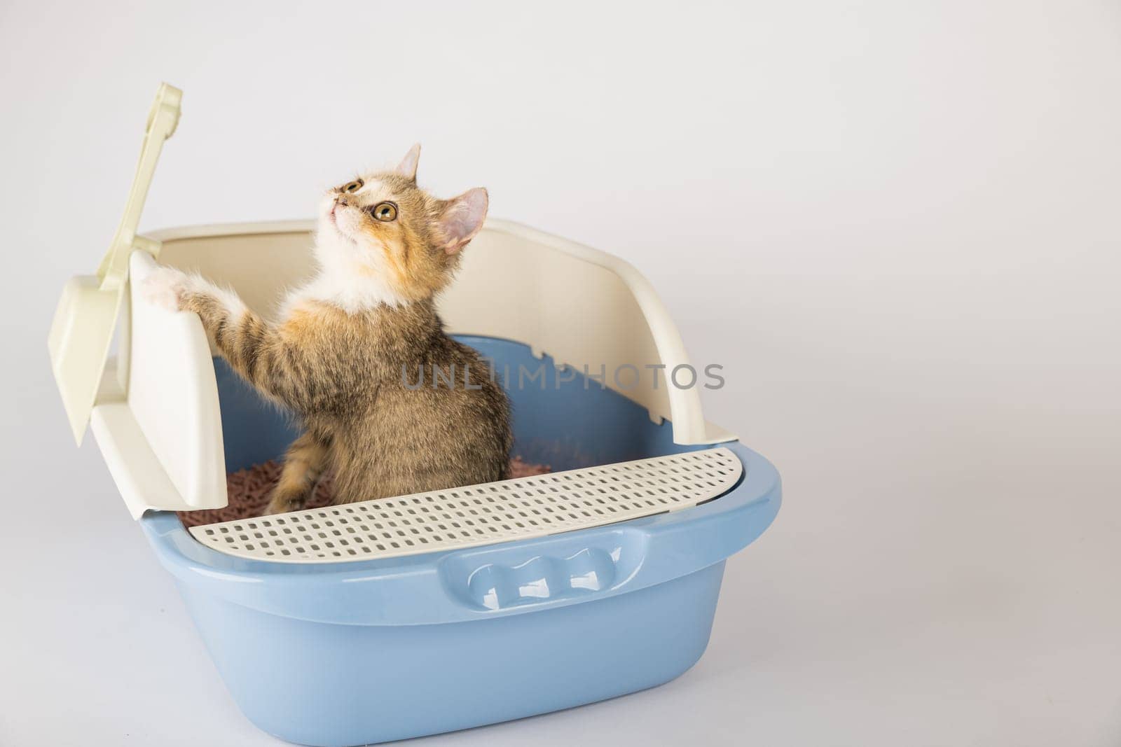 An isolated cat perched in a litter box on a pristine white background. Highlighting the importance of animal care and hygiene this cat tray serves as the feline's dedicated toilet.