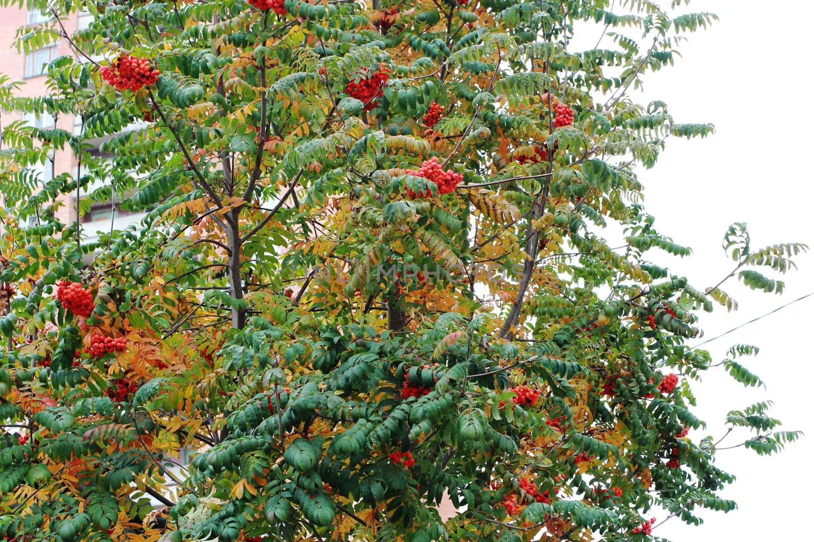 Photo of a mountain ash crown with red berries on a white background. Trees. Vegetation .Food for birds.