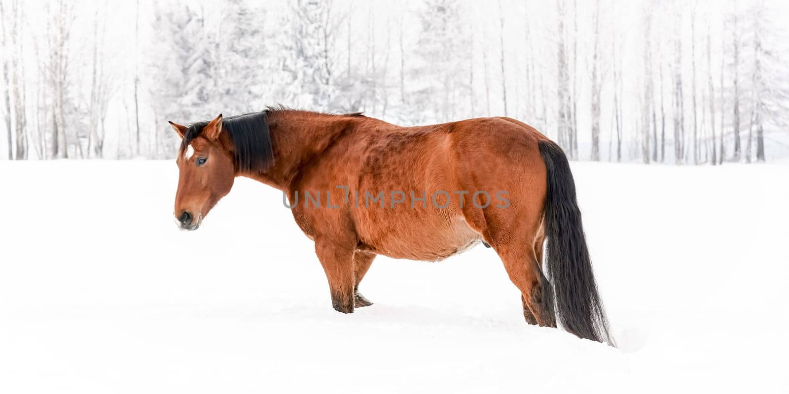 Horse standing on snow field, blurred trees in background, overcast morning.