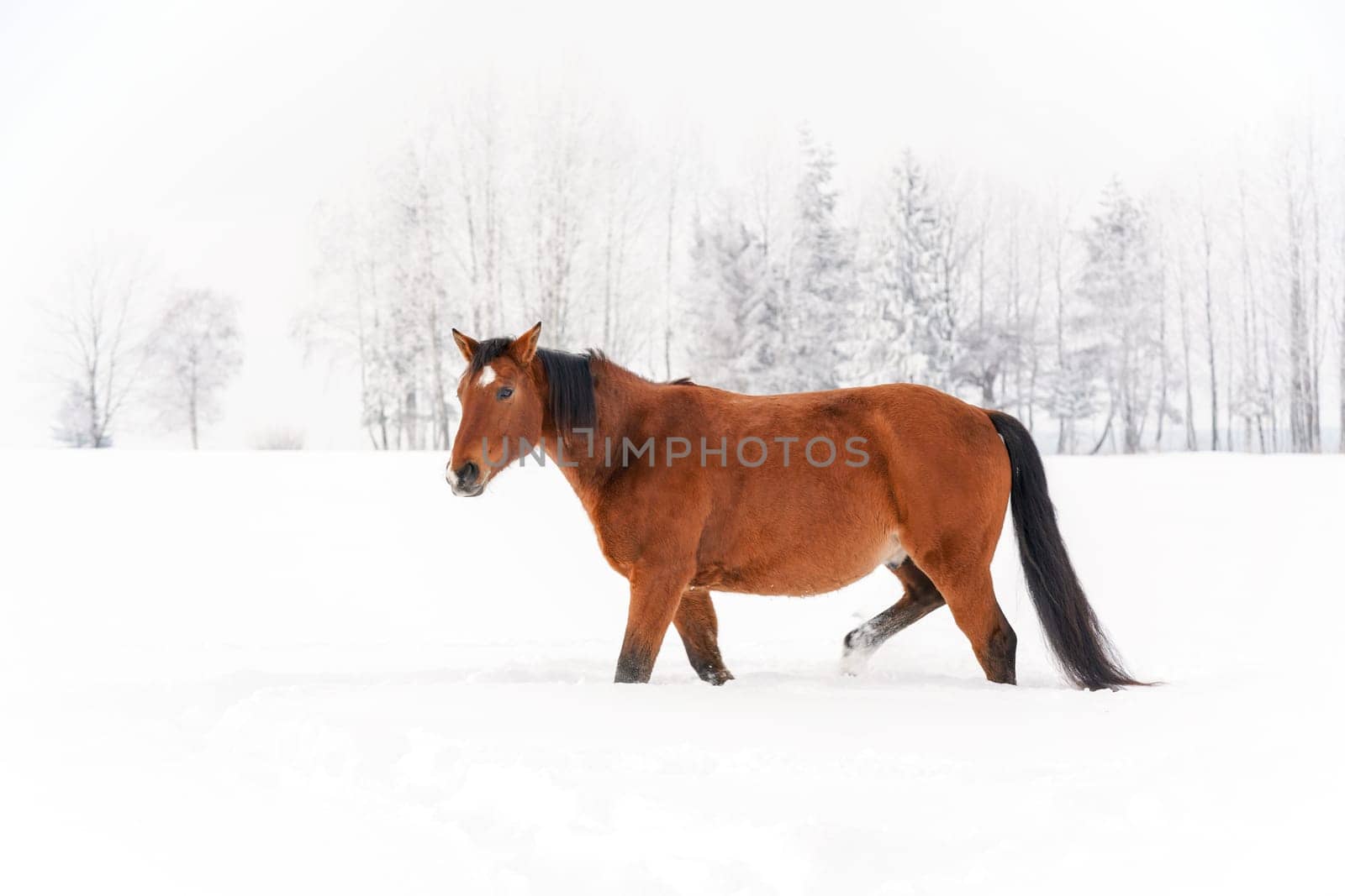 Brown horse on snow covered field, overcast morning, blurred trees in background. by Ivanko