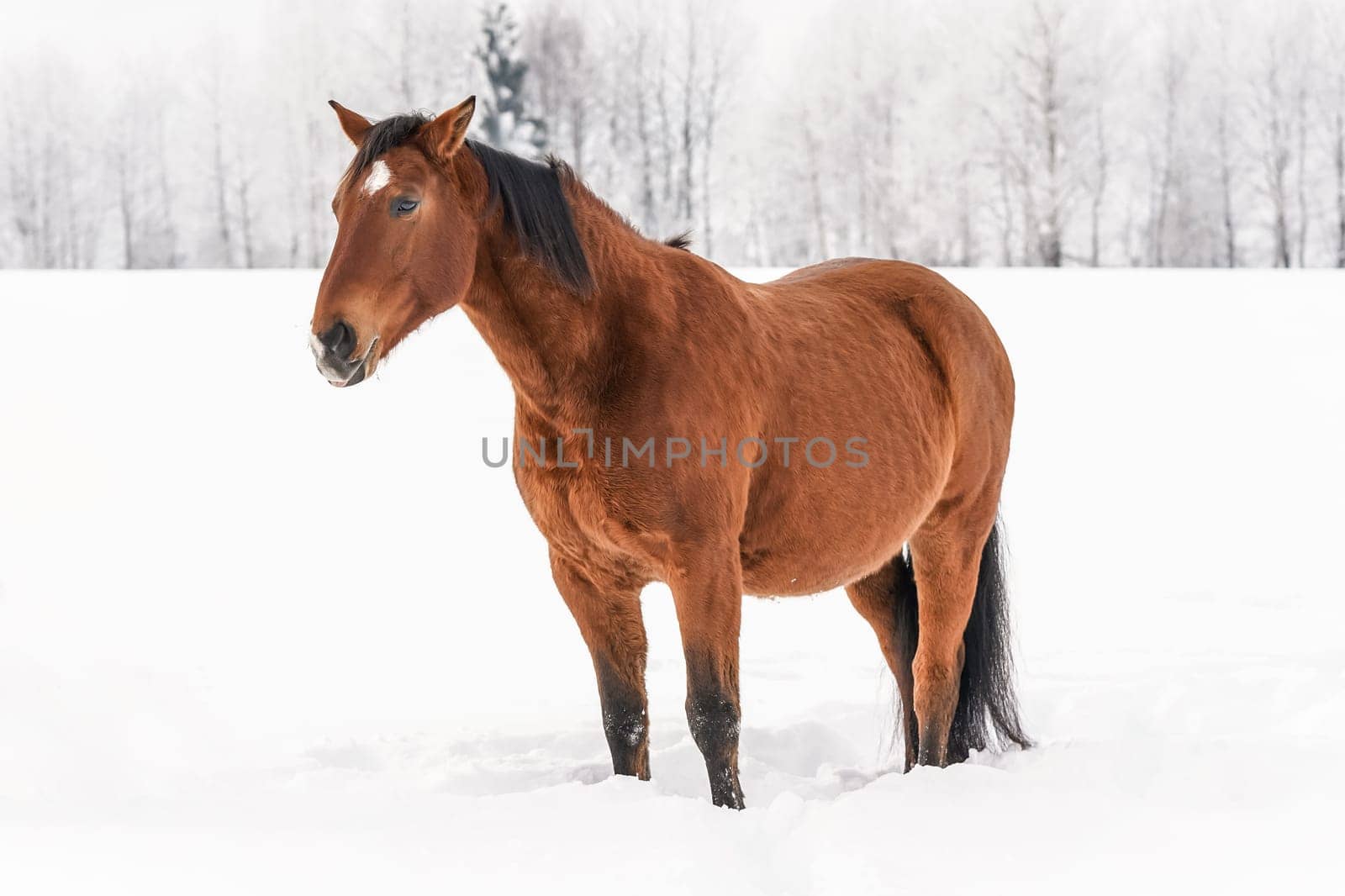 Brown horse standing in snow, blurred trees in background by Ivanko