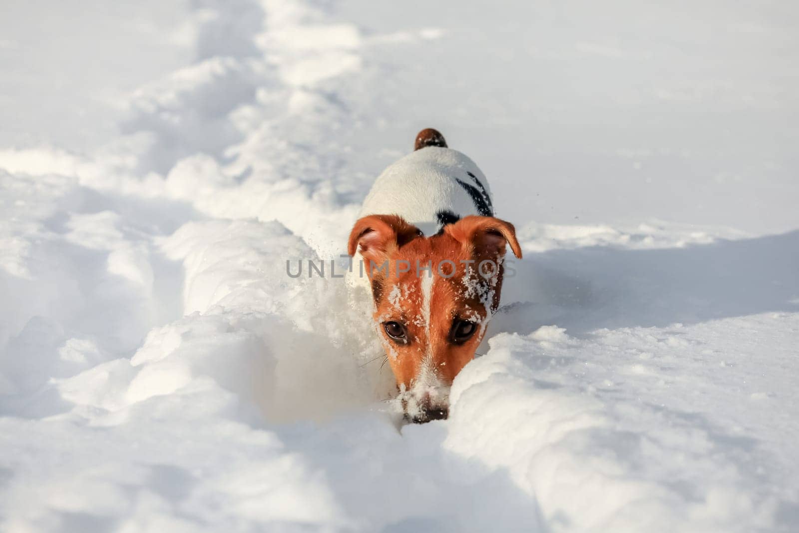 Small Jack Russell terrier wading through deep snow, ice crystals on her nose.