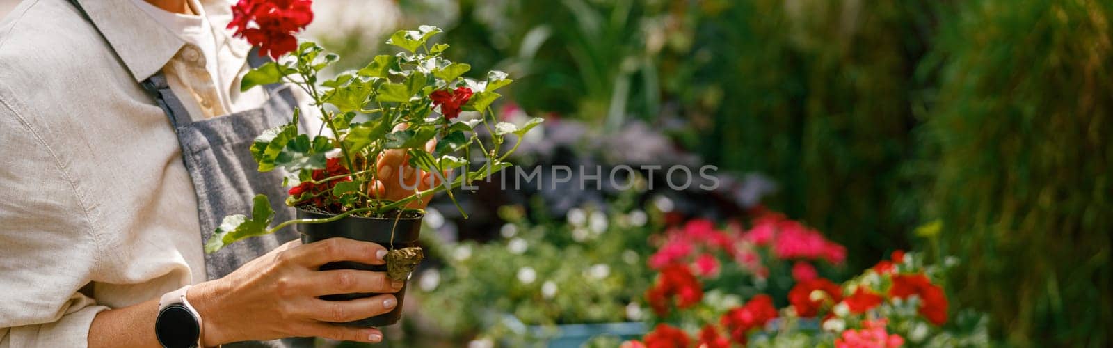 Close up of woman professional gardener in apron take care of houseplants in floral store by Yaroslav_astakhov