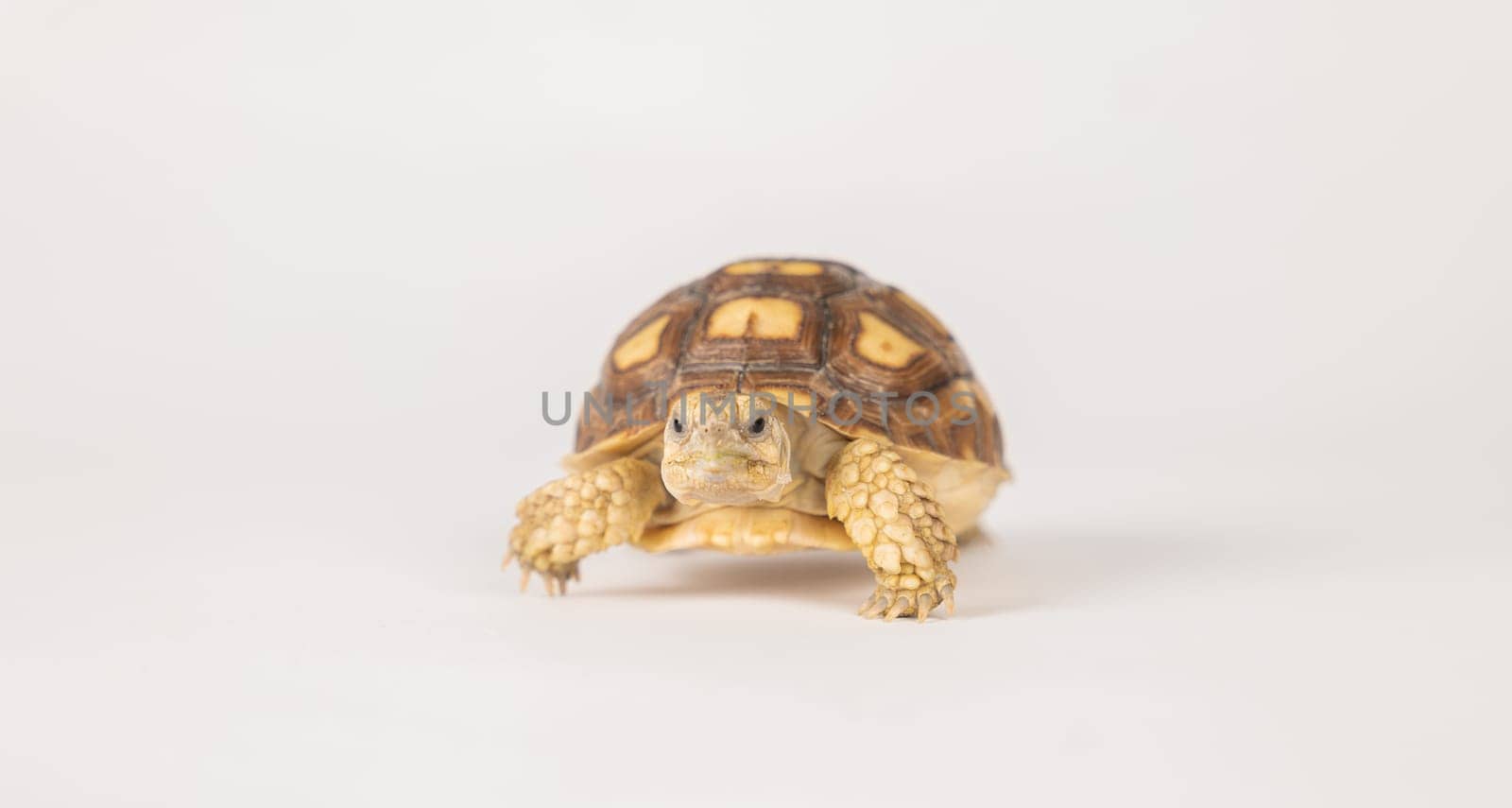 An African spurred tortoise, or sulcata tortoise, is featured in this isolated portrait on a white background. This large and cute reptile embodies the beauty of nature's design.