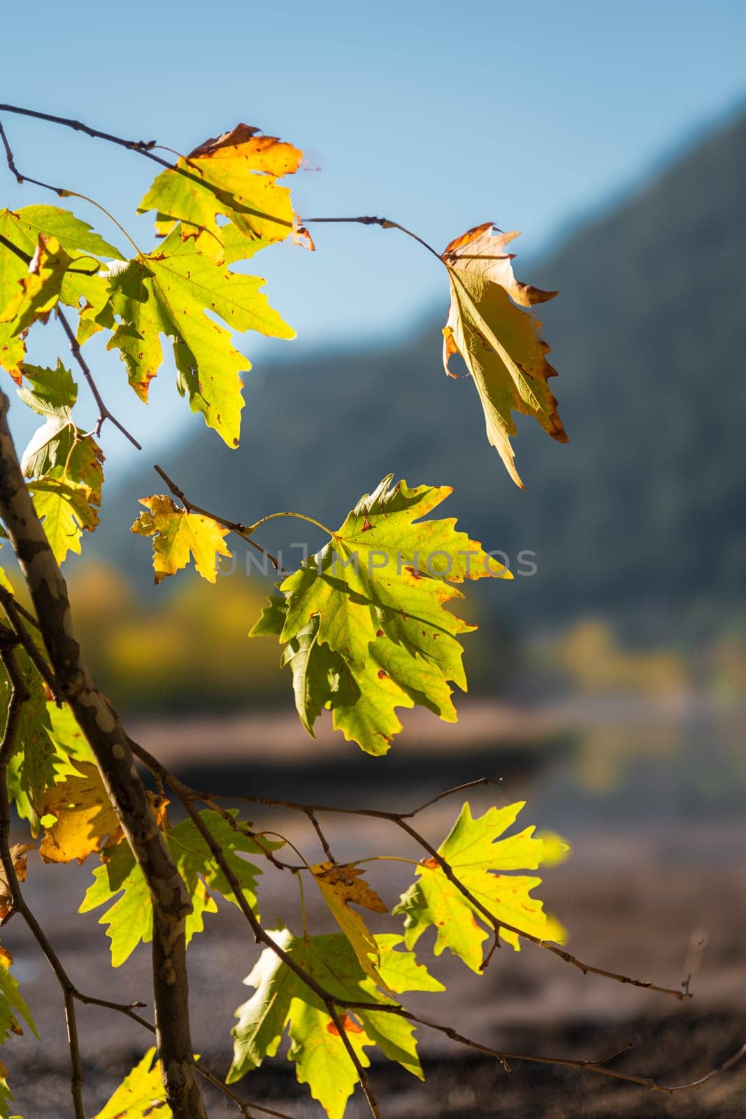 Yellowed leaves of plane tree in front of blue sunny sky in autumn by Sonat