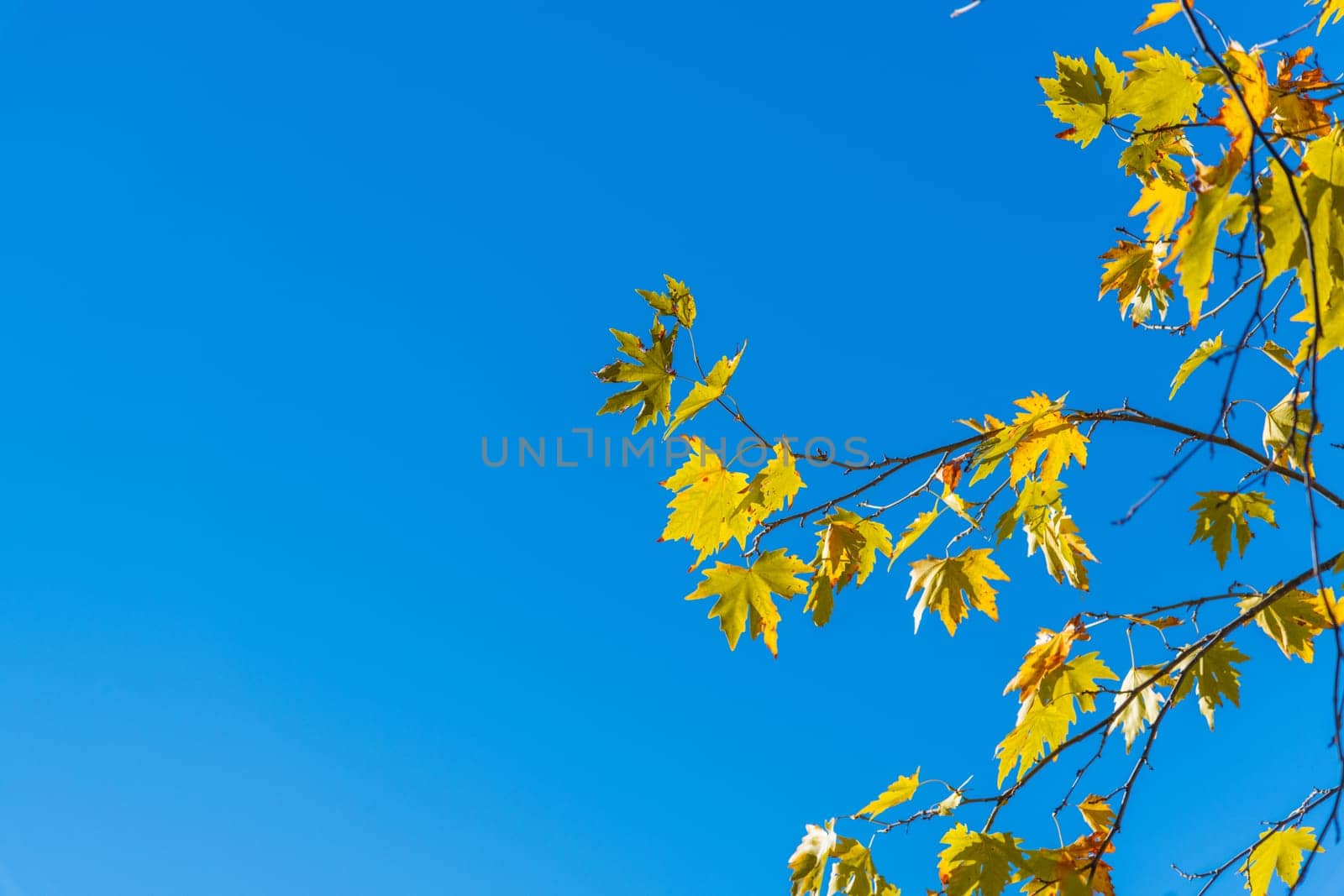 Yellowed leaves of plane tree in front of blue sunny sky in autumn by Sonat