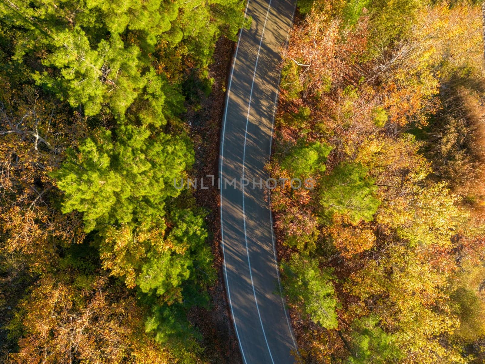 Aerial view of forest road with pine trees on both sides in autumn by Sonat