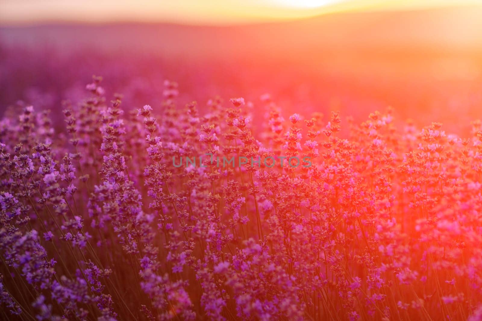 Blooming lavender in a field at sunset in Provence. Fantastic summer mood, floral sunset landscape of meadow lavender flowers. Peaceful bright and relaxing nature scenery