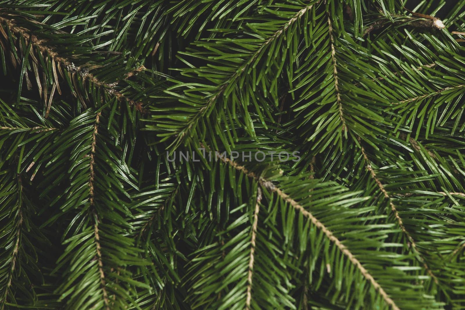 Natural background of christmas fir spruce tree branches winter holidays design