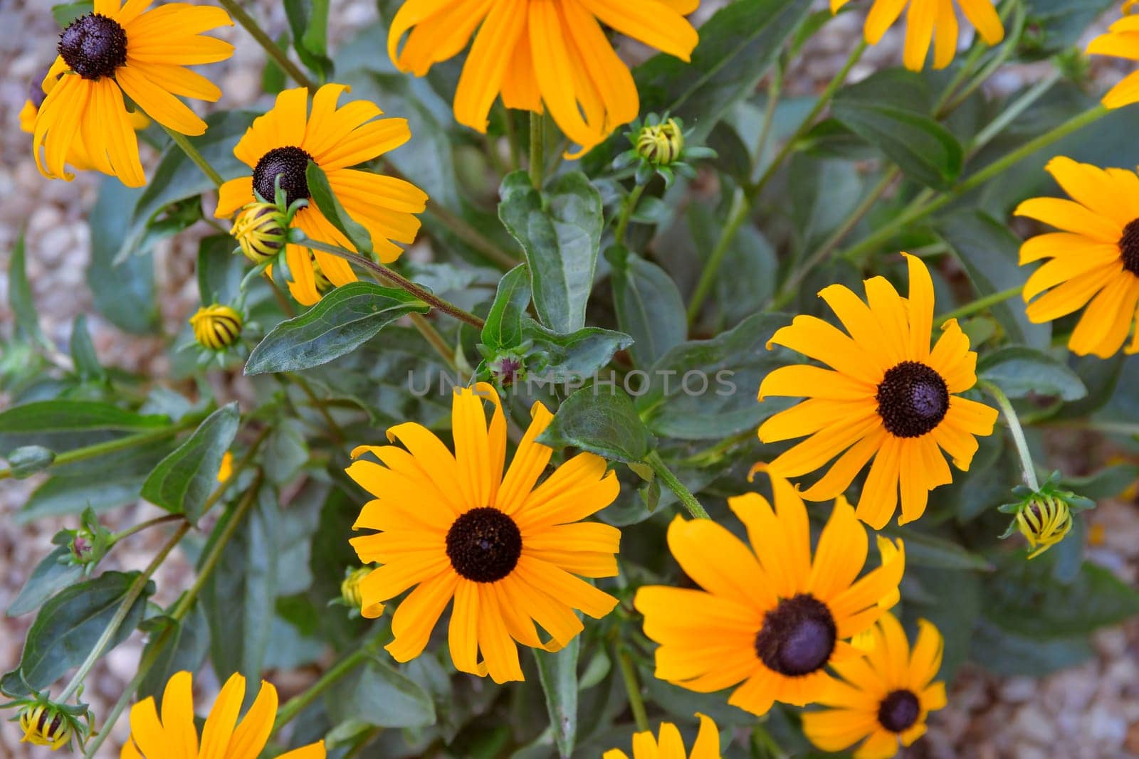 Rudbeckia plants, the Asteraceae yellow and brown flowers. Black (brown)-eyed Susan flowers. Yellow or gold flower heads bloom in mid to late summer.