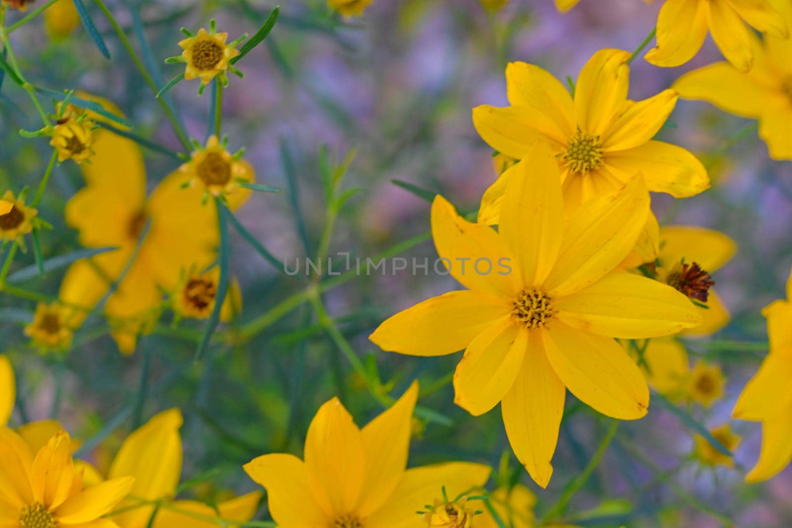 Coreopsis is a genus of flowering plants in the family Asteraceae. Common names include calliopsis and tickseed. There are 75 80 species of Coreopsis, all of which are native to North, Central, and South America. The name Coreopsis is derived from the Ancient Greek by roman_nerud
