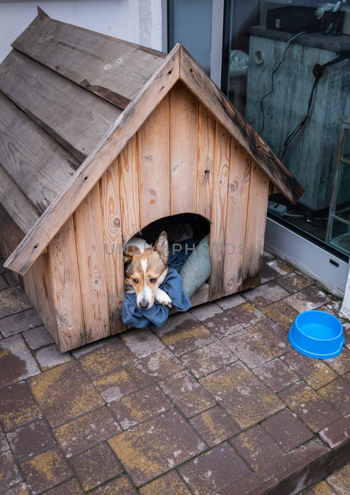 A stray dog rests in a wooden kennel with a blue blanket, next to a storefront in the background