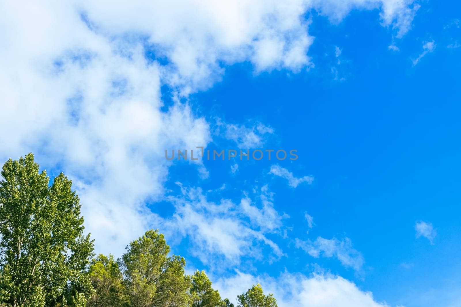 green trees isolated against blue sky. beautiful summer landscape with a place for an inscription. High quality photo