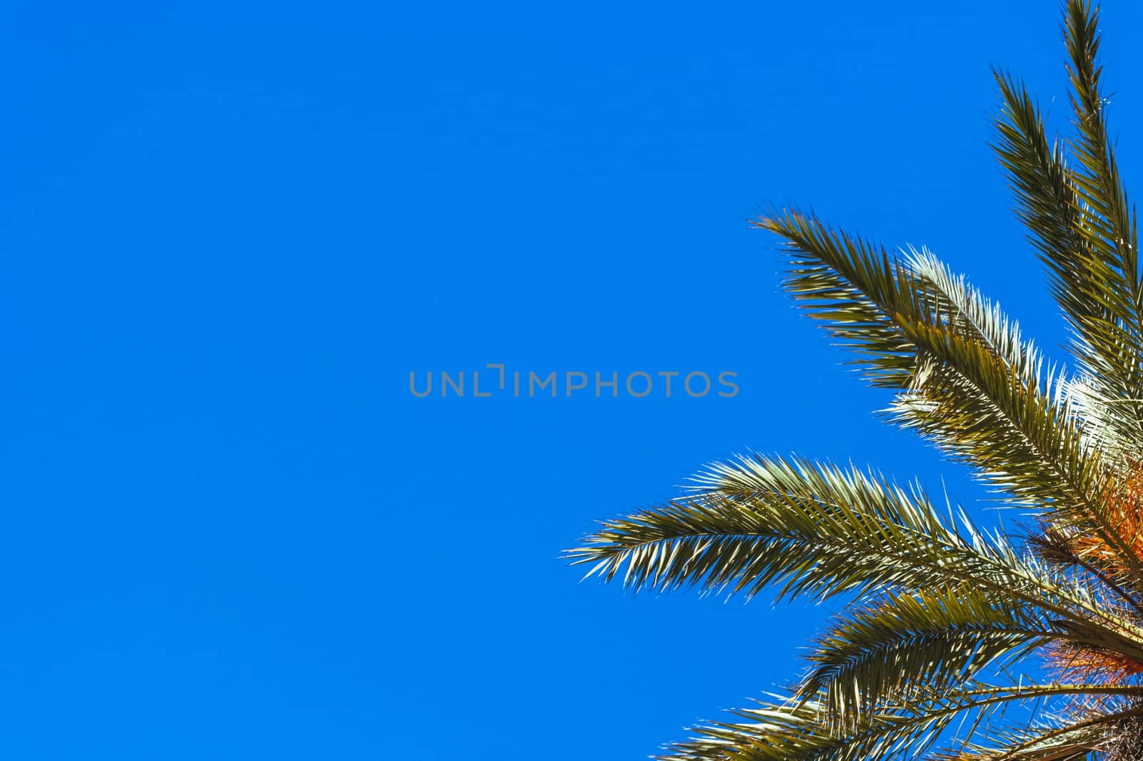 green palm tree isolated on blue sky background.beautiful summer landscape with place for inscriptio by PopOff