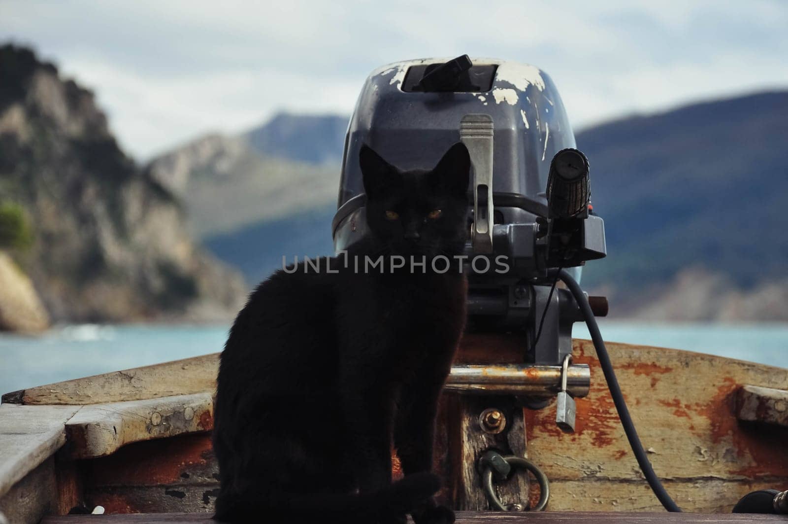 a black cat sits in a boat near the motor, a portrait of an animal close-up. High quality photo