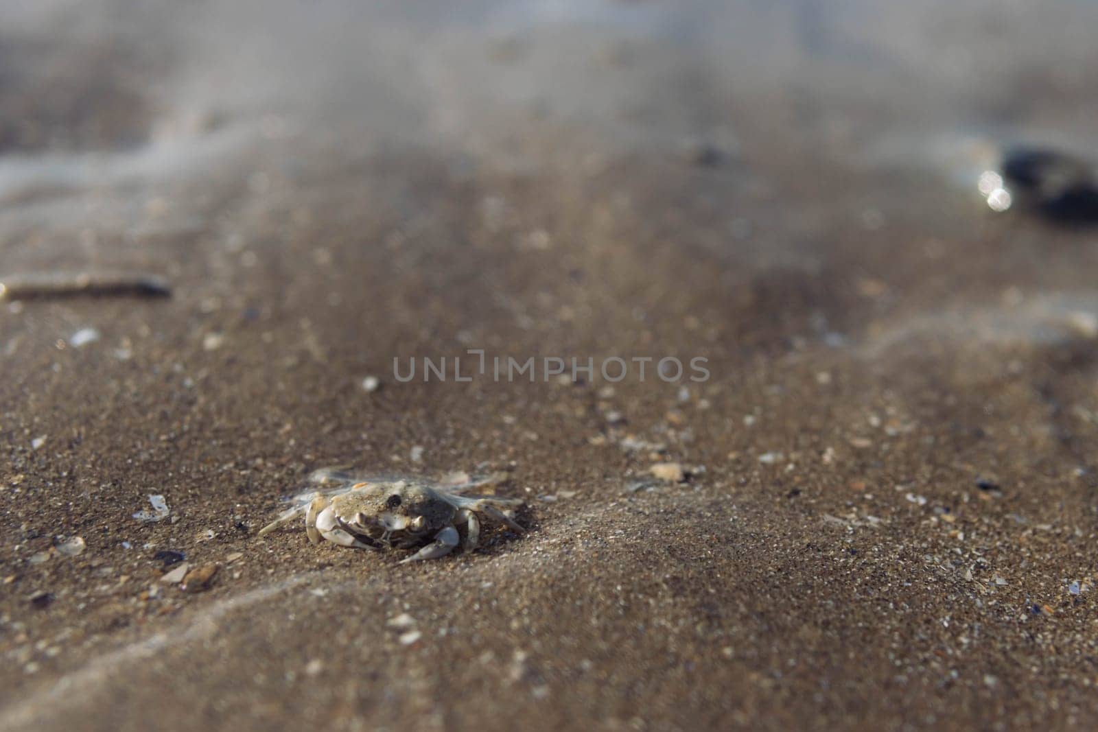 small crab in the wet sand on the seashore close-up.splash for the background with a place for an inscription by PopOff