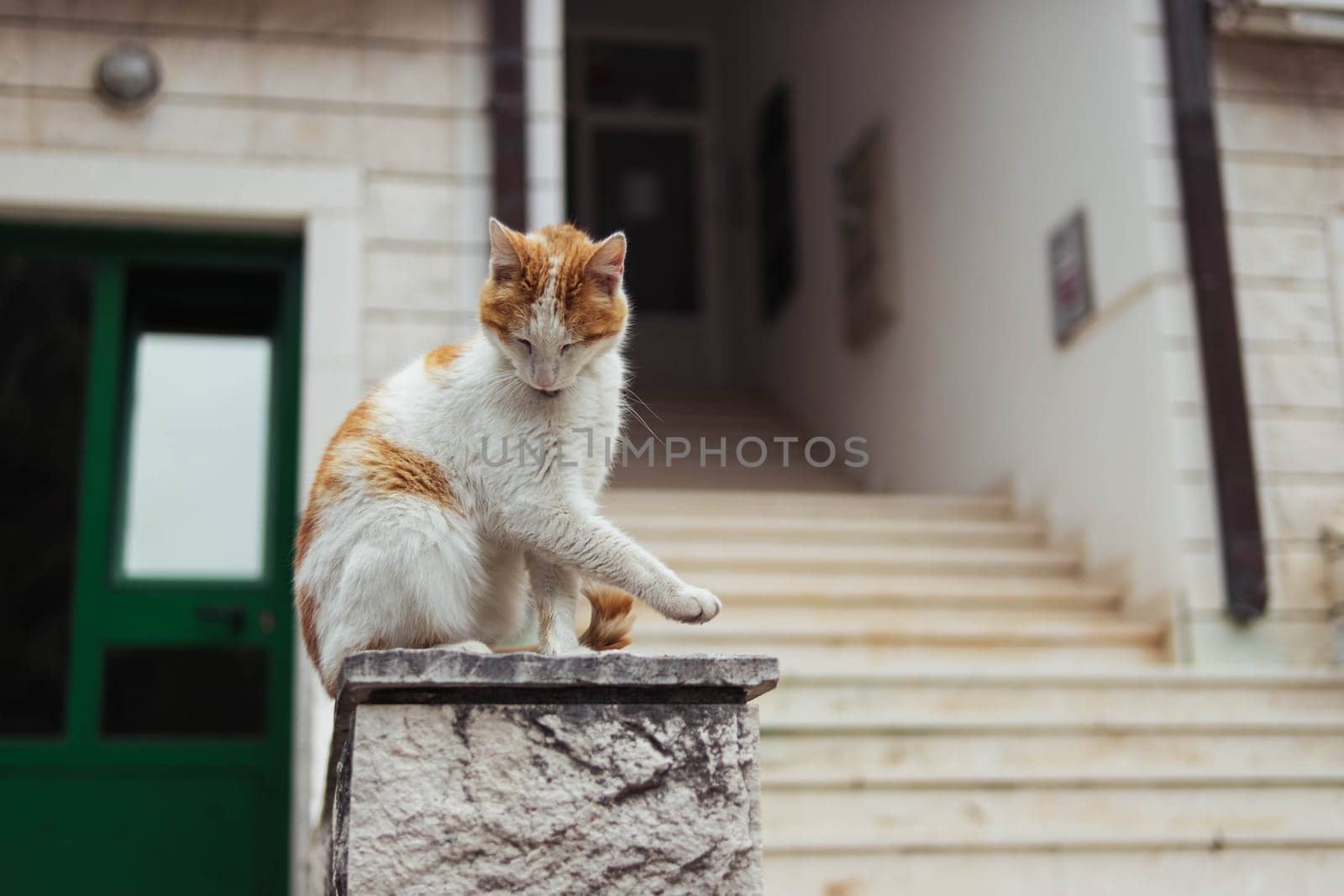 homeless cat of white-red color sits on the railing near the entrance by PopOff