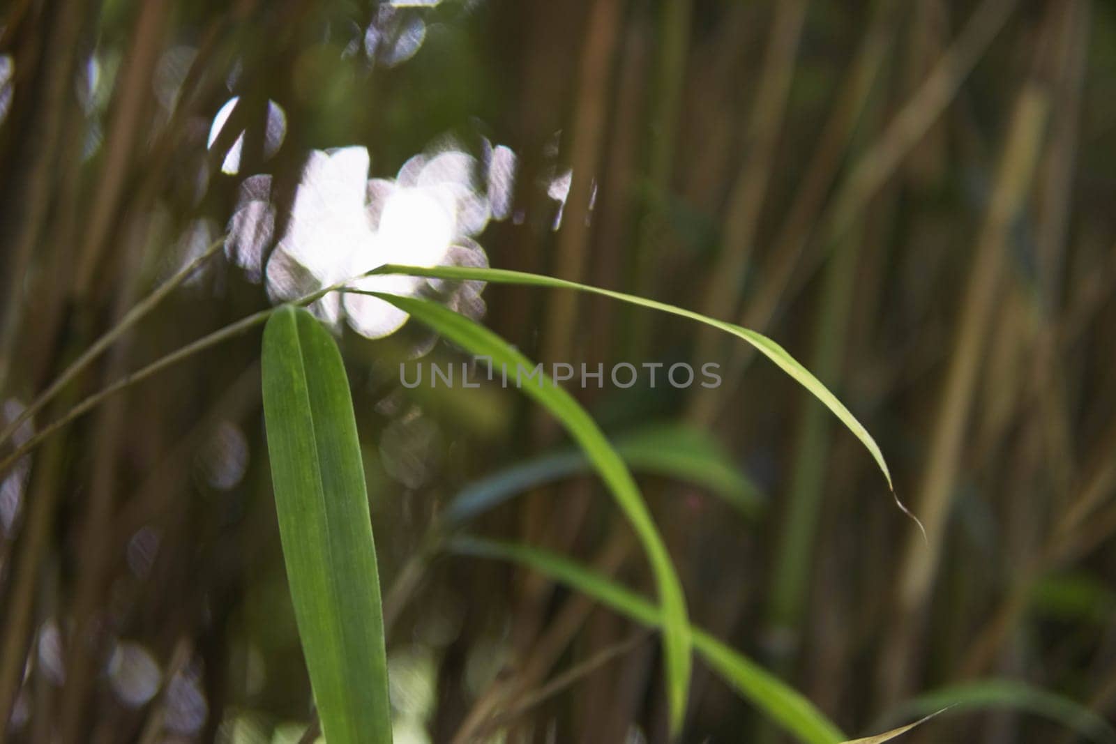 frame of fresh green bamboo leaves, abstract blurred background of bamboo leaves, bamboo branch in sunlight. High quality photo