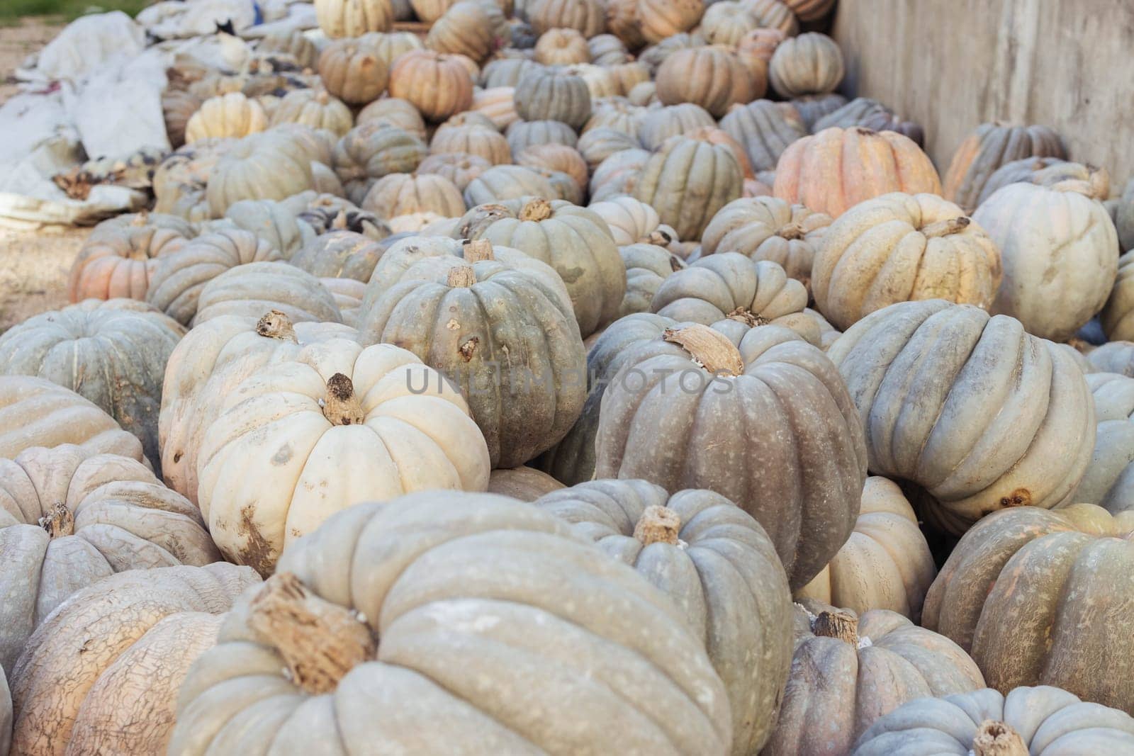 A lot of pumpkins at an open farmer's market.close-up there is a place for an inscription. High quality photo