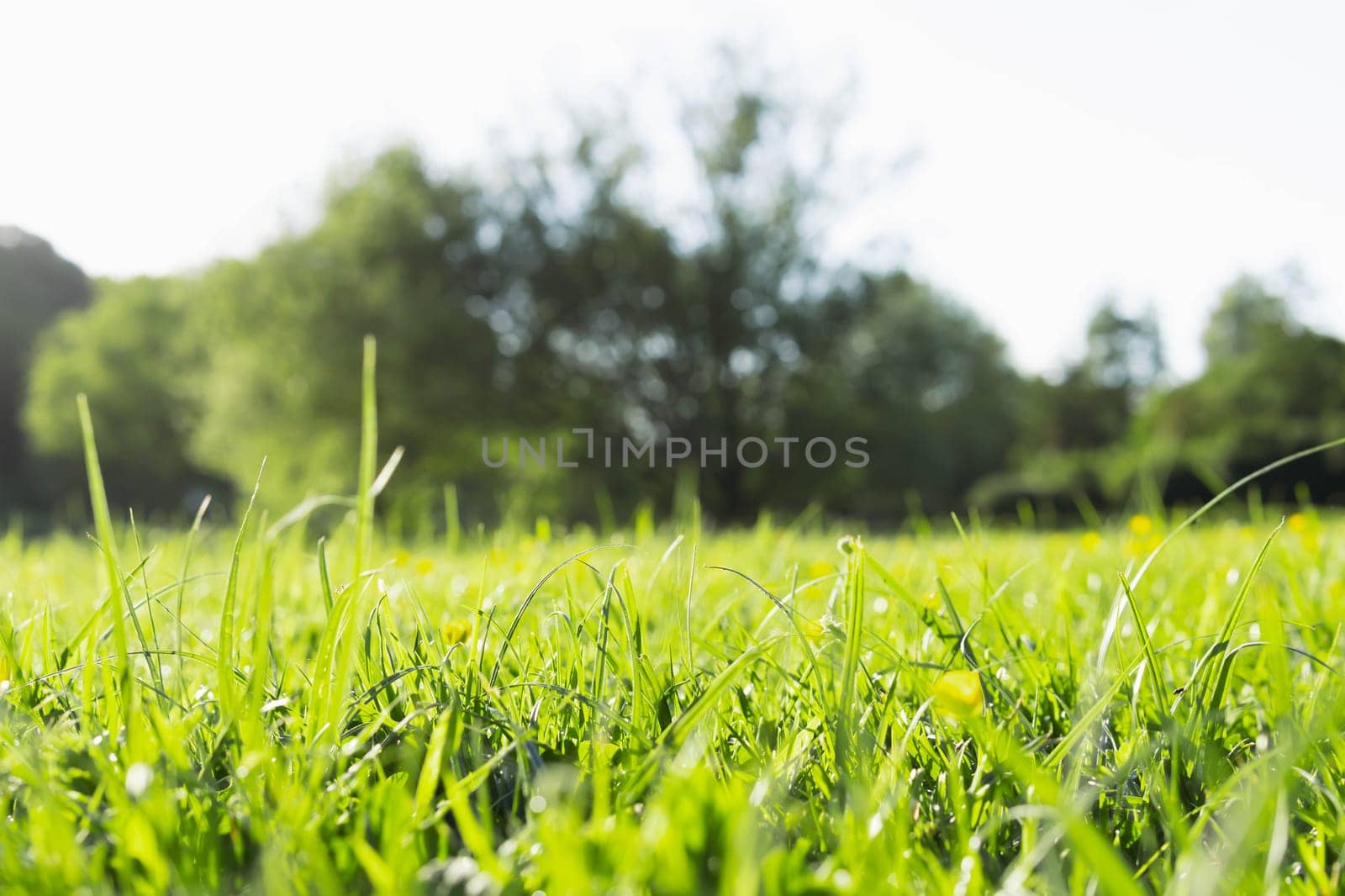 green grass in the park close-up.Beautiful landscape. High quality photo