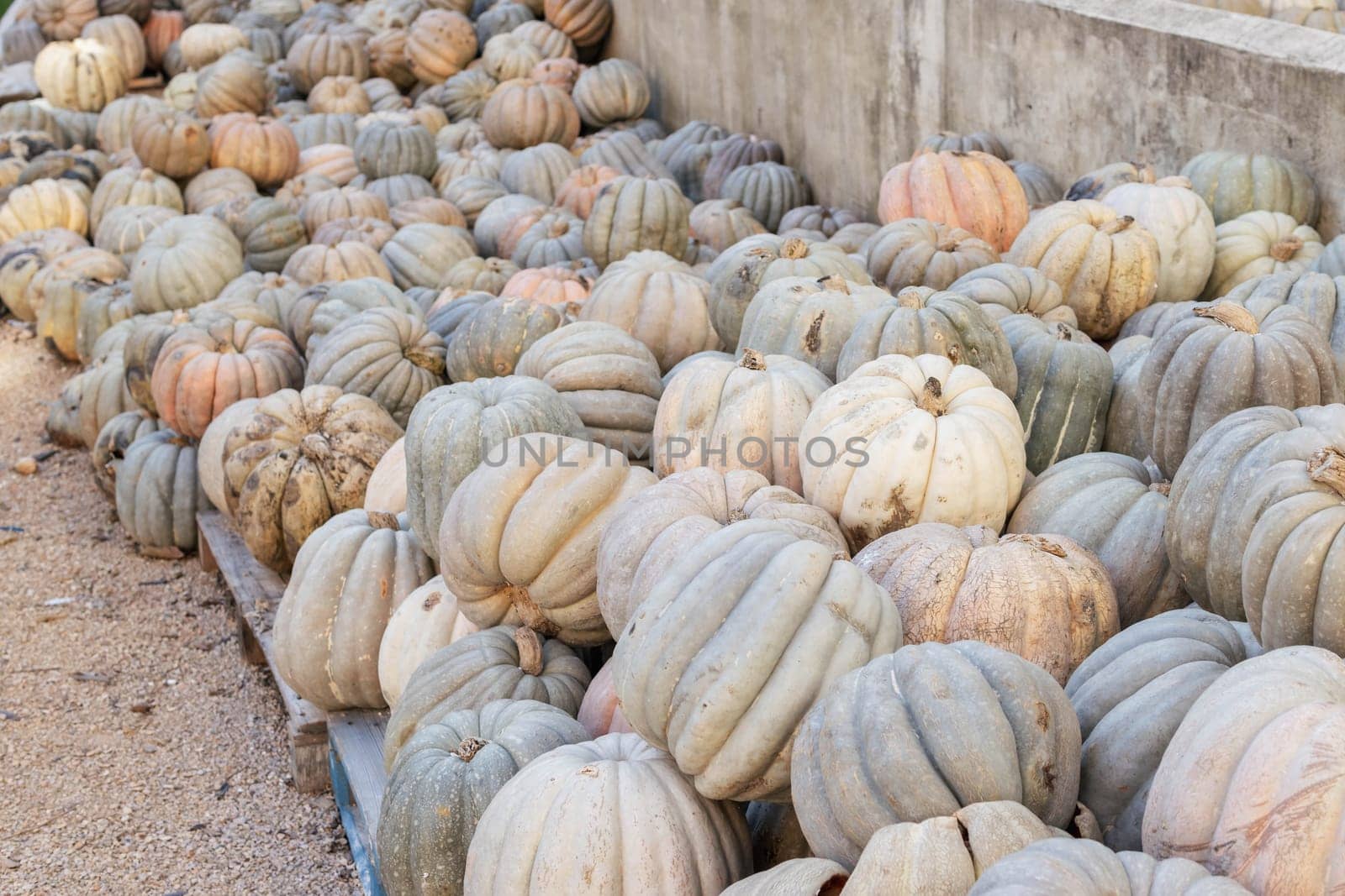 a lot of spoiled pumpkins on the street.close-up there is a place for by PopOff