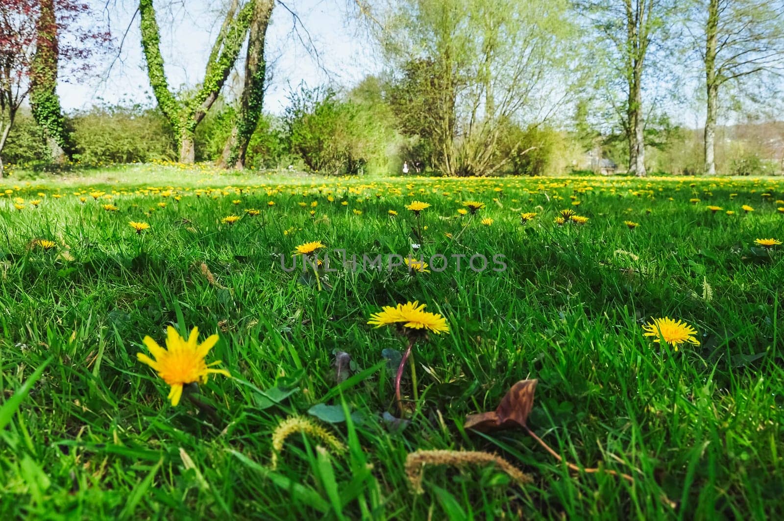 green grass and yellow flowers in the park close-up.Beautiful landscap by PopOff