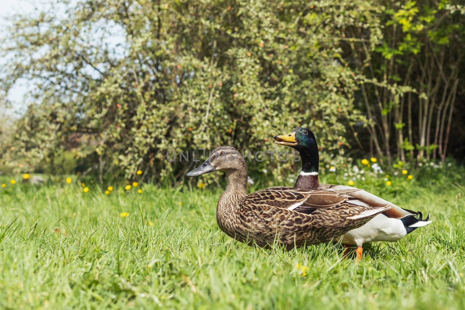 Colorful two ducks in spring on green grass stand .Beautiful landscape by PopOff