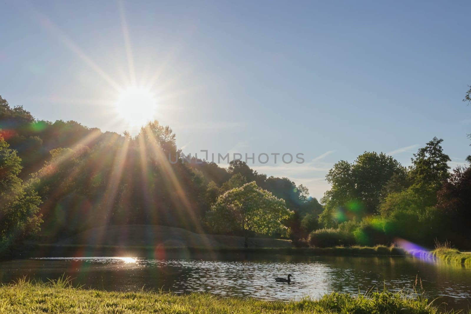 a large lake with fish in the park a beautiful landscape and duck swimming in the lake by PopOff