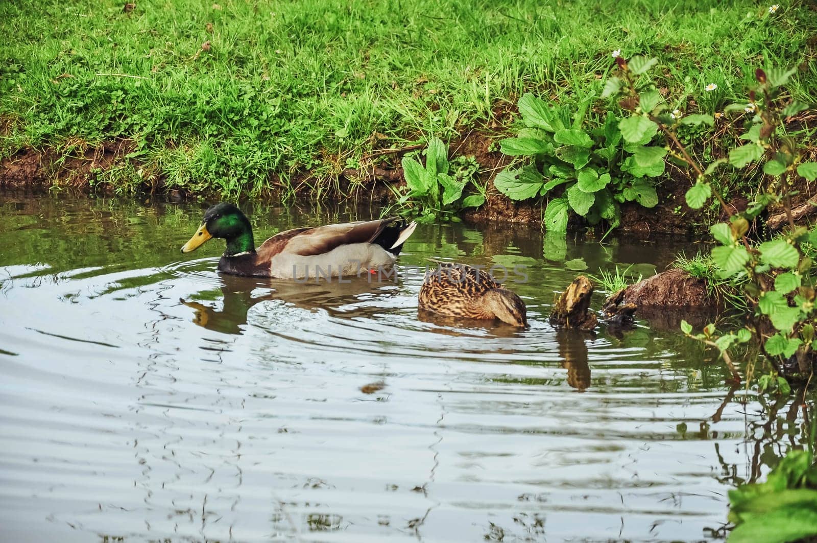 ducks swim on the lake in the park close-up.Beautiful landscape by PopOff