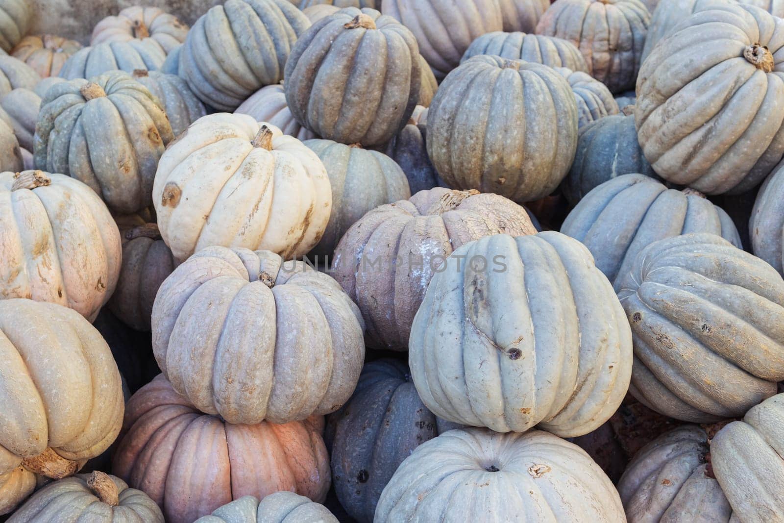 A lot of pumpkins at an open farmer's market.close-up there is a place by PopOff