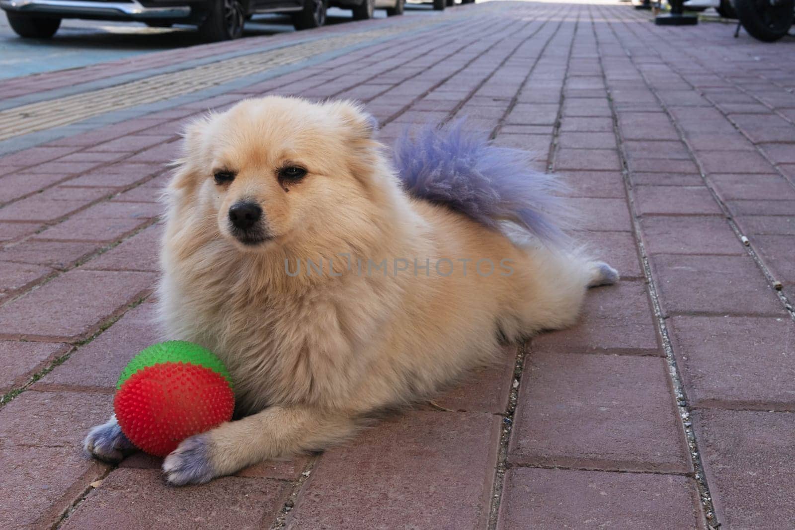 small brown dog playing with a red-green ball in the street by PopOff