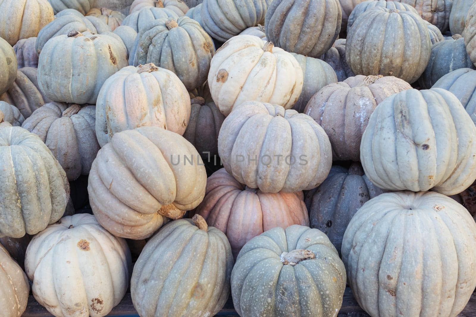 A lot of pumpkins at an open farmer's market.close-up there is a place by PopOff