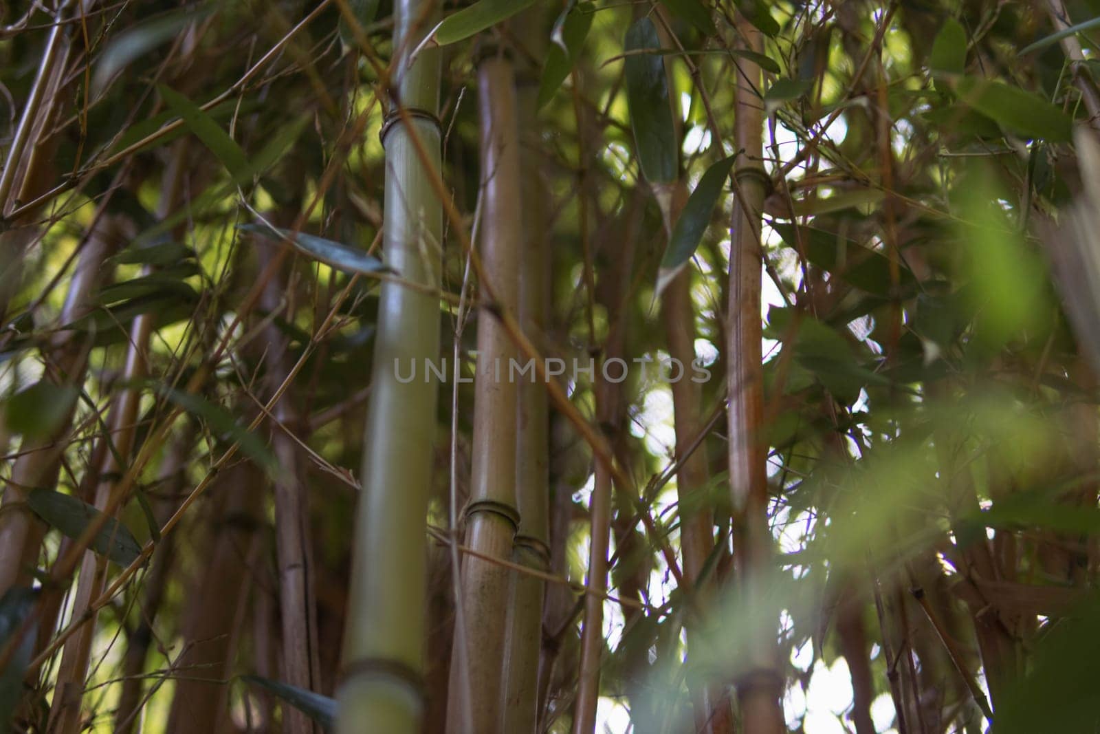 green bamboo forest close-up there is a place for an inscription by PopOff