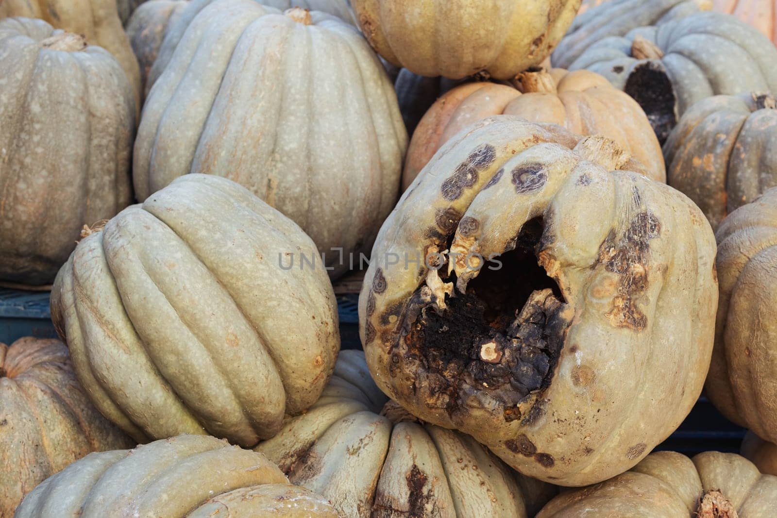 a lot of spoiled pumpkins on the street.close-up there is a place for an inscription. High quality photo