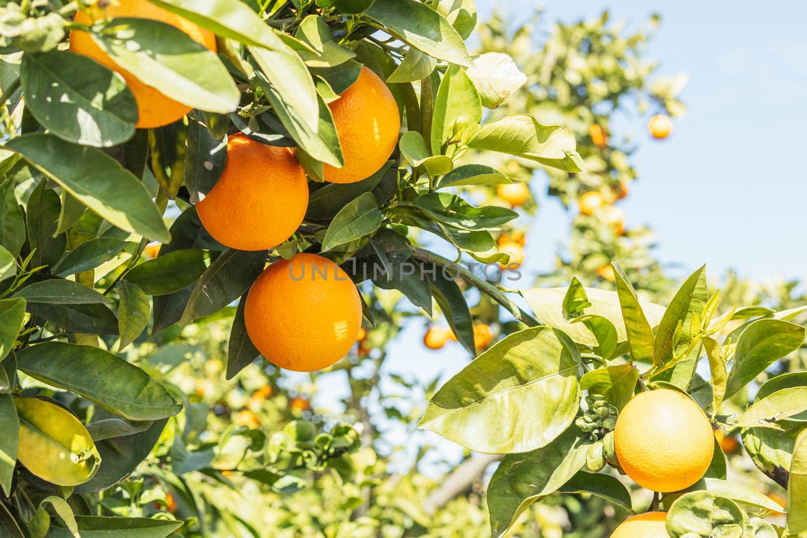 Orange tree with fruits.Many ripe beautiful oranges on a branch with green leaves .close-up of oranges.High quality photo