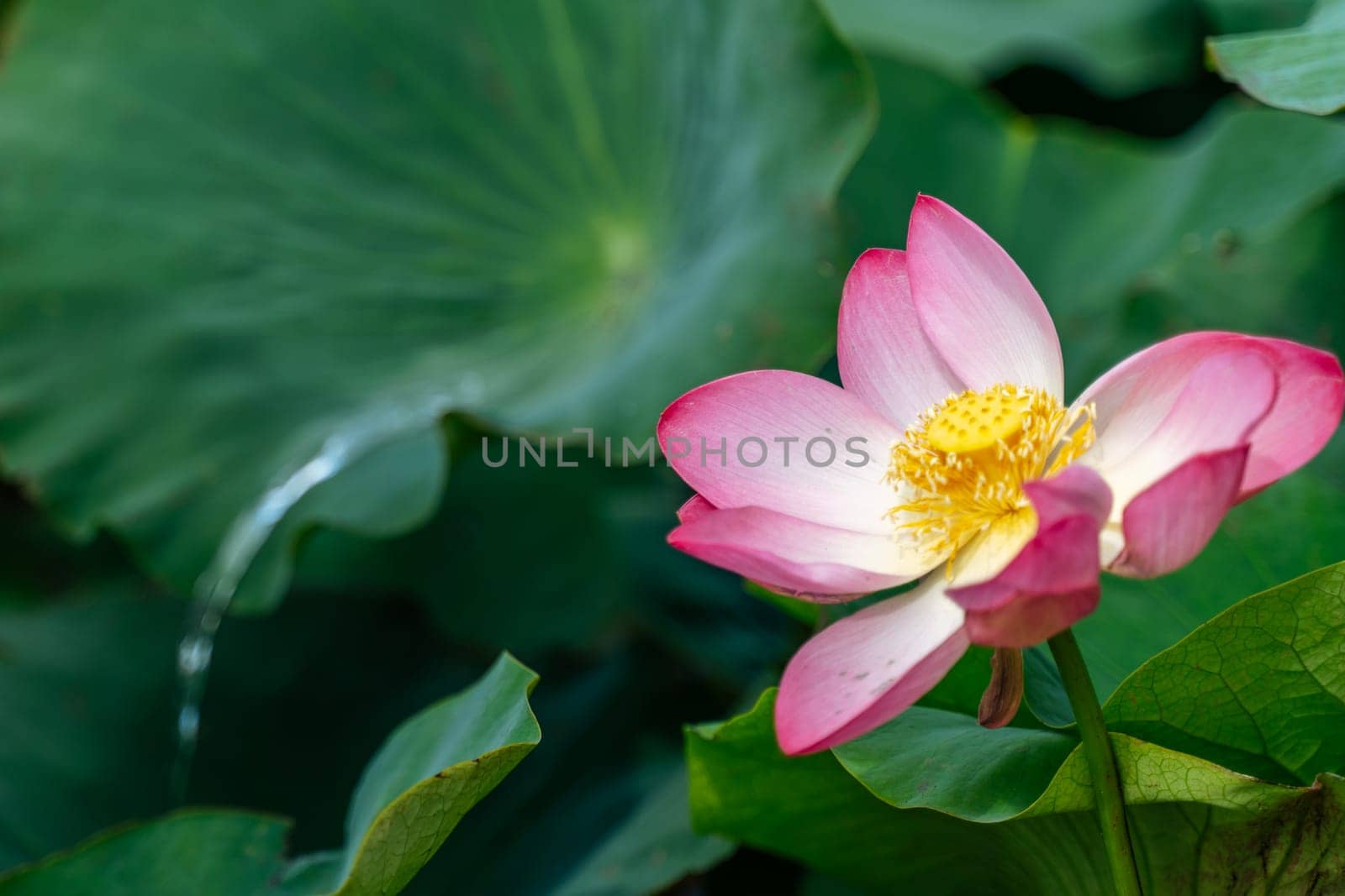 A pink lotus flower sways in the wind, Nelumbo nucifera. Against the background of their green leaves. Lotus field on the lake in natural environment. by Matiunina