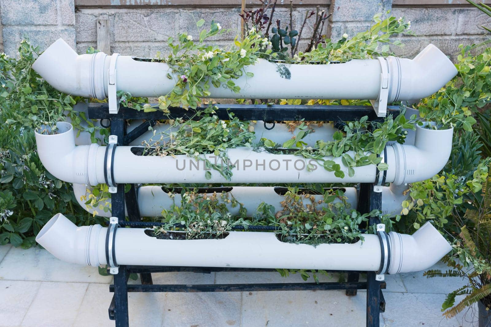 flowers planted in a pipe large from water.Creative planting ideas. High quality photo