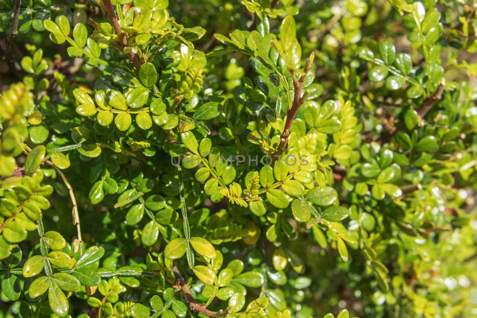 green wall close-up.Background for a screensaver with a place by PopOff