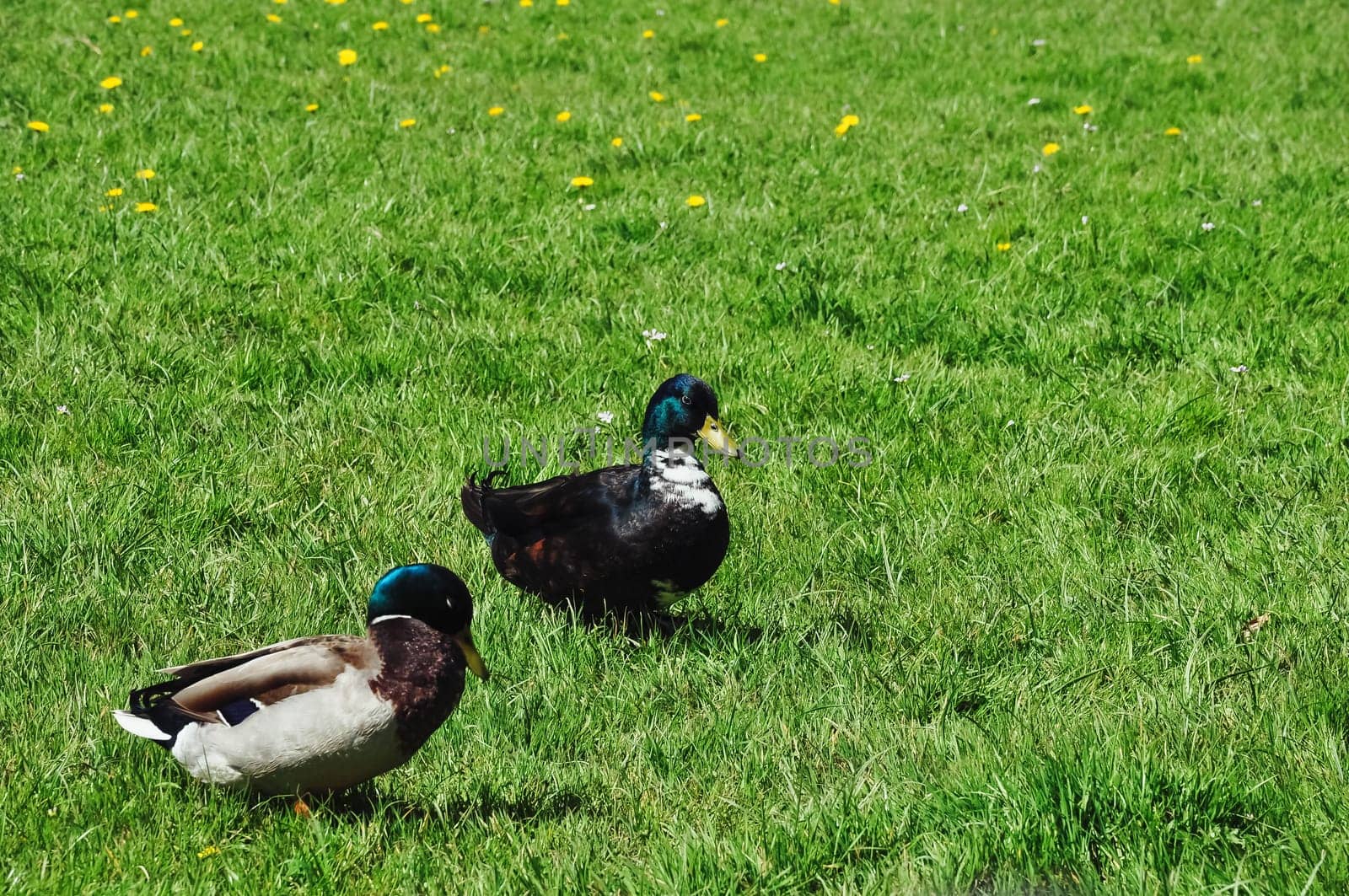 Colorful two ducks in spring on green grass stand .Beautiful landscape. High quality photo