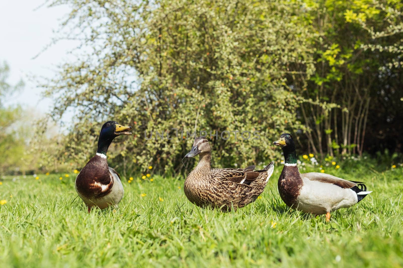 Colorful three ducks in spring on green grass stand .Beautiful landscape with birds. High quality photo