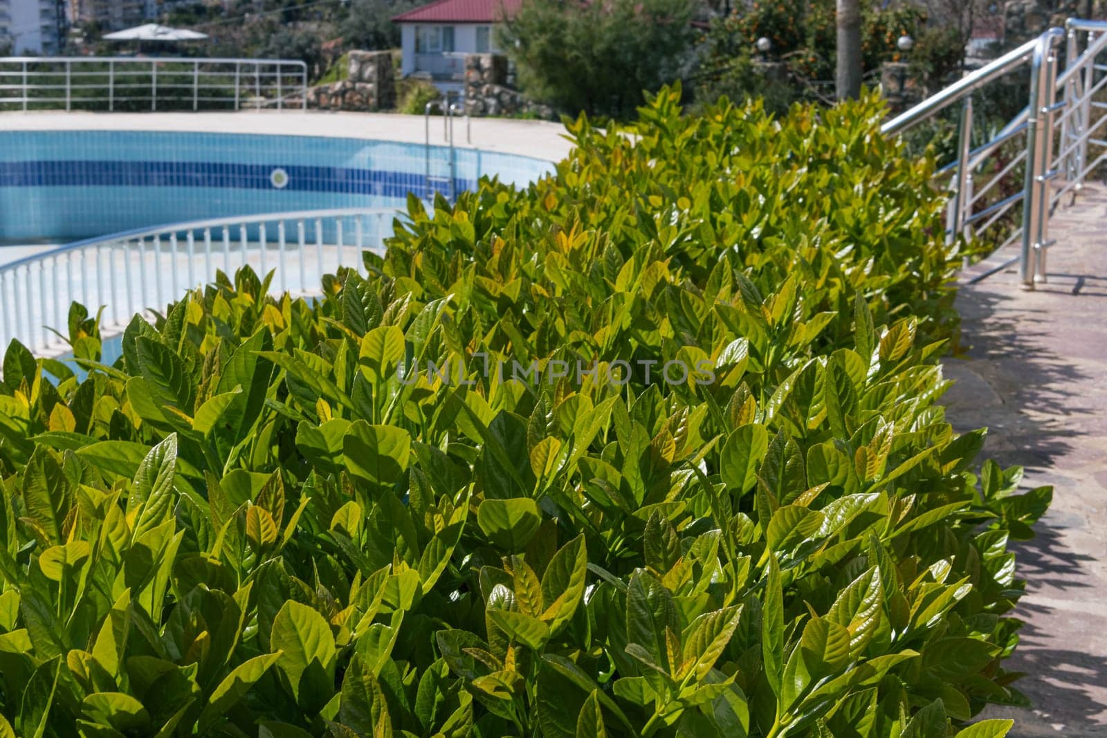 Green hedge or wall of green leaves on the background of the pool, with clipping path, green bush, garden or park. High quality photo