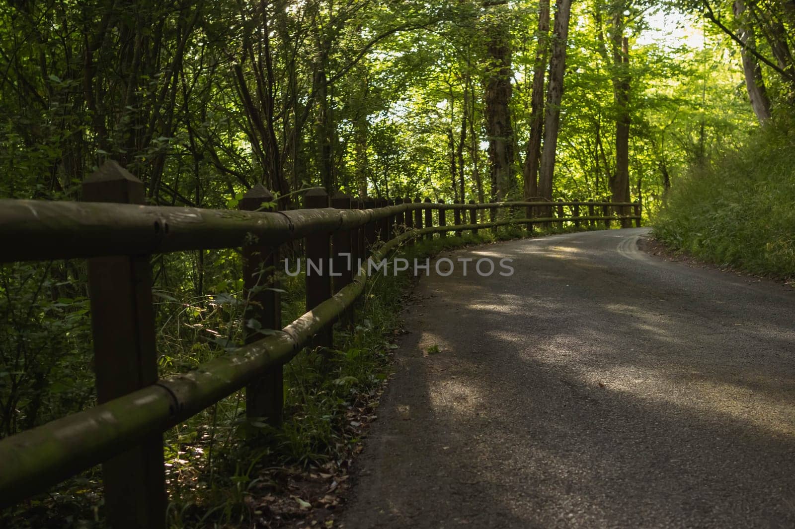 trail in the park for hikers and hikers between green trees by PopOff